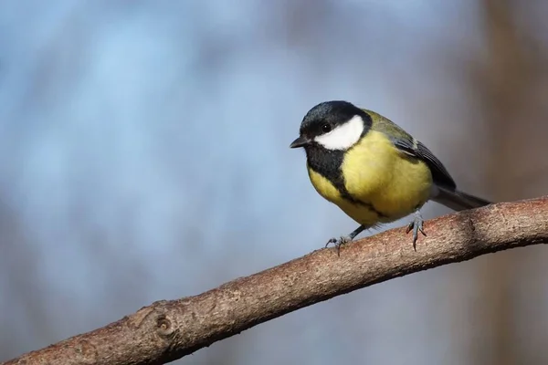 Selective Focus Shot Beautiful Great Tit Perching Log Blurry Background — Fotografia de Stock