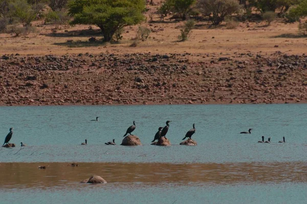 Flock Cormorant Perched Lake Sunny Day — Stock Photo, Image
