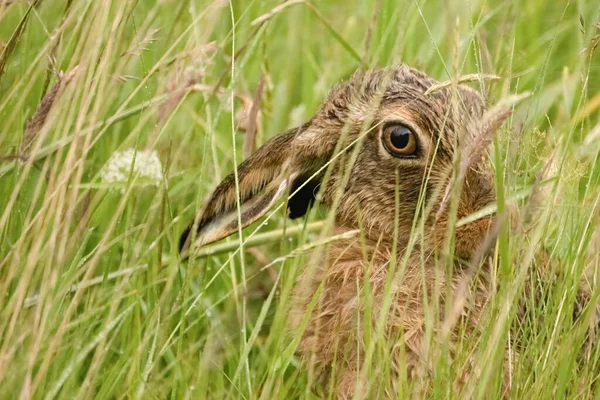Chlupatý Hnědý Zajíc Skrývající Dlouhé Trávě — Stock fotografie