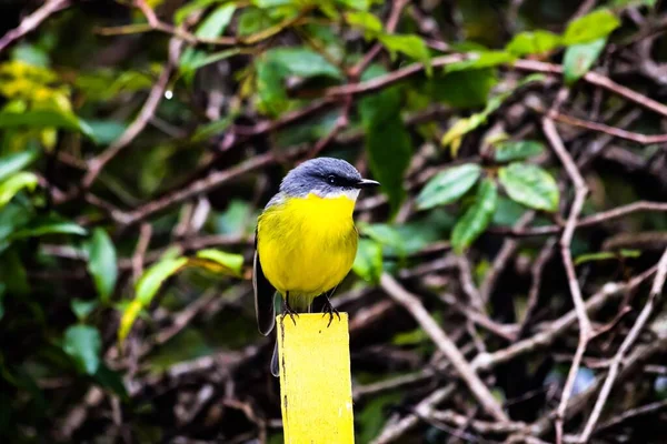 Eastern Yellow Robin Eopsaltria Australis Perched Post — Stock Photo, Image