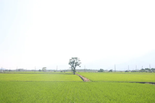 Field Growing Plants Lonely Tree Bright Day — Stock Photo, Image