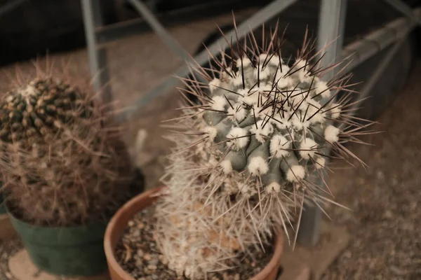 Closeup Cactus Greenhouse West Texas — Stock Photo, Image