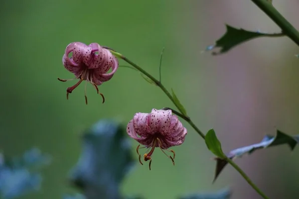 マータゴンユリの花のクローズアップ — ストック写真