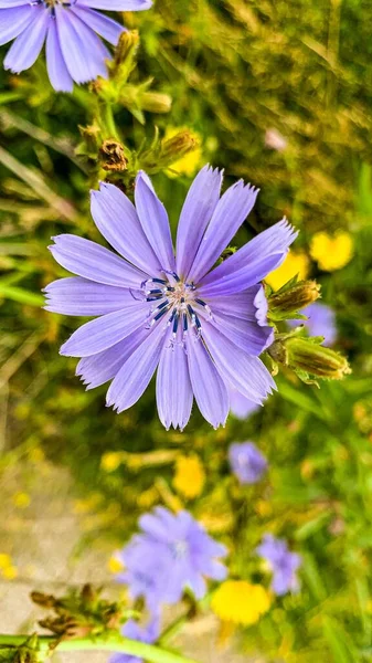 Vertical Closeup Shot Purple Common Chicories Cichorium Intybus Meadow — Stock Photo, Image