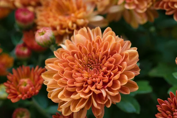 Orange Chrysanthemum Blooming Fall — Stock Photo, Image