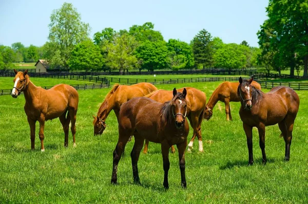 Die Vollblutpferde Grasen Auf Der Grünen Weide Der Ranch Mit — Stockfoto