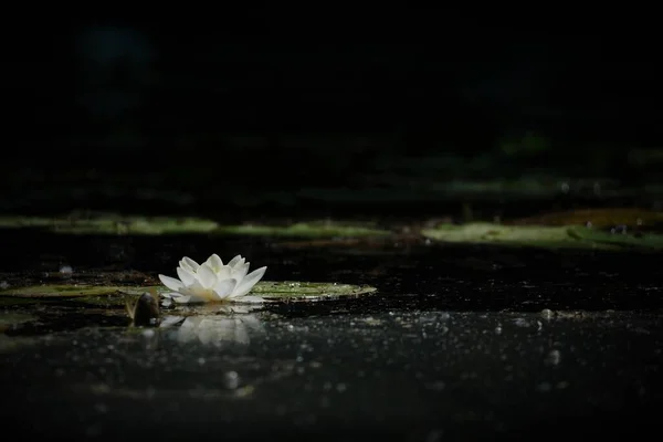 白い睡蓮のフォーカスショットを選択し 暗闇の中で雨の中で揺れる葉 — ストック写真