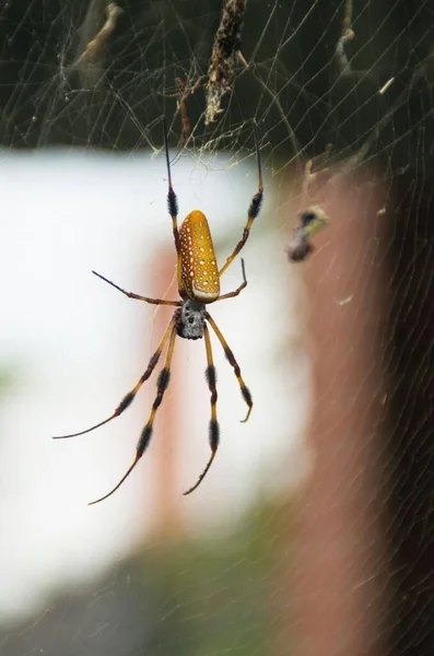 ウェブ上に吊るされた蜘蛛の縦のクローズアップ — ストック写真