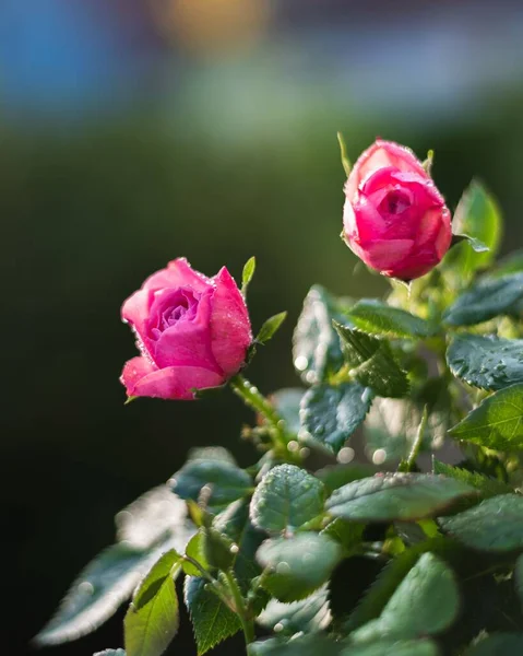 Pionowe Ujęcie Różowych Kwiatów Róż Pokryte Kropelkami Wody Ogrodzie Słoneczny — Zdjęcie stockowe