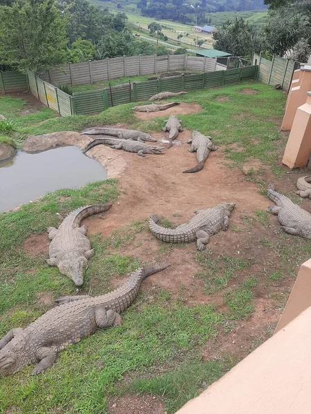 Unghi Mare Crocodili Situată Lângă Iaz Fermă Crocodil — Fotografie, imagine de stoc