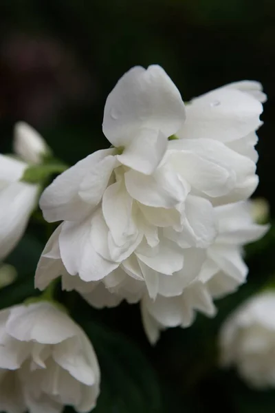 Tiro Foco Seletivo Jasmim Árabe Detalha Flores Brancas — Fotografia de Stock