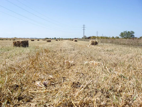 Landschaft Eines Landwirtschaftlichen Feldes Mit Strohballen Nach Der Ernte — Stockfoto