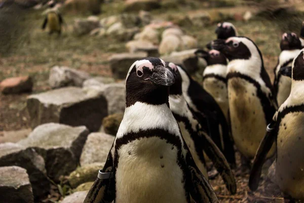 Крупный План Стаи Красивых Пингвинов — стоковое фото