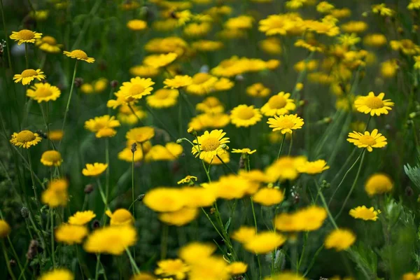 Ein Selektiver Fokusschuss Von Gelben Kamillen Auf Dem Feld — Stockfoto