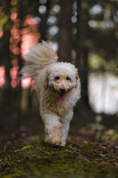 Ένα Κάθετο Πλάνο Ενός Σκυλιού Ράτσα Που Περπατά Στο Δάσος — Φωτογραφία Αρχείου