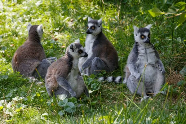 Group Adorable Lemurs Resting Grass Zoo France — Stock Photo, Image