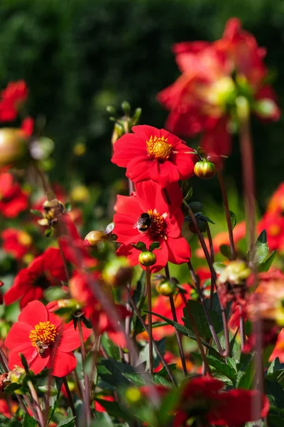 Vertikal Närbild Bina Blommor Botaniska Trädgården Iasi Rumänien — Stockfoto