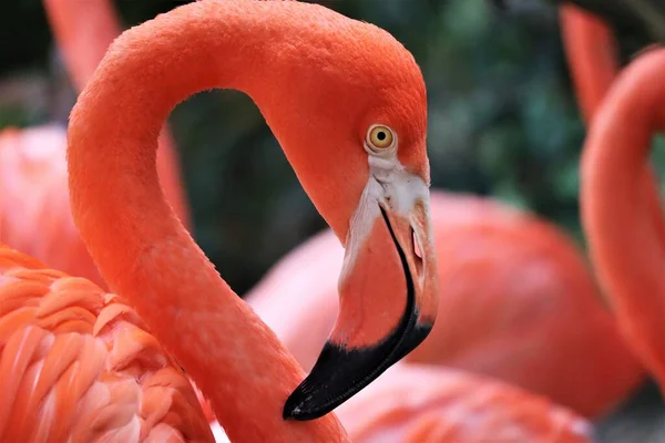 Closeup Flamingo Head Isolated Blurred Background — Stock Photo, Image