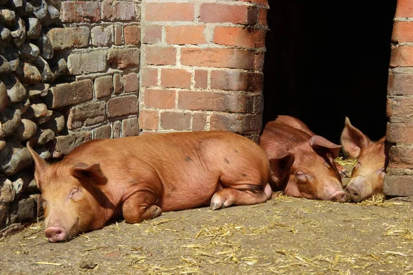 Three pigs sleeping in the shelter of a brick building on a farm