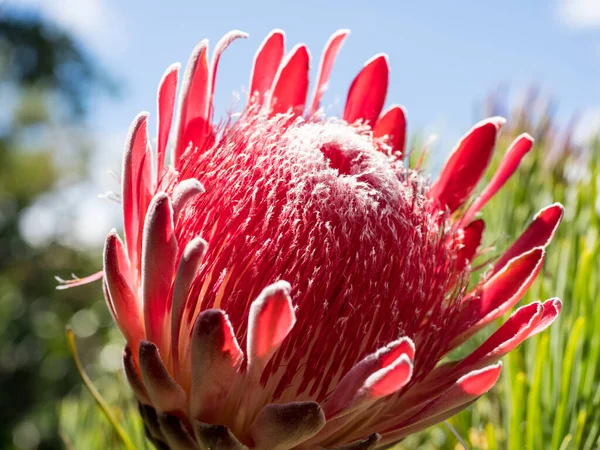 Vista Flor Vermelha Protea Sugarbush — Fotografia de Stock