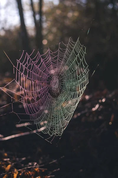 Eine Selektive Fokusaufnahme Von Spinnennetzen Mit Wassertropfen Bei Sonnenaufgang — Stockfoto