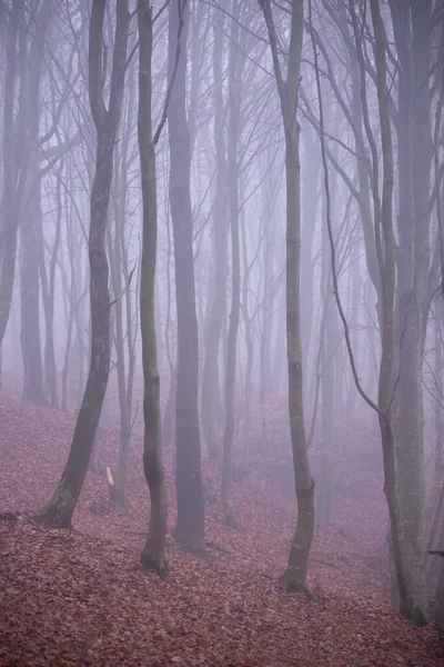 Egy Függőleges Felvétel Egy Gyönyörű Őszi Táj Csupasz Fák Ködös — Stock Fotó