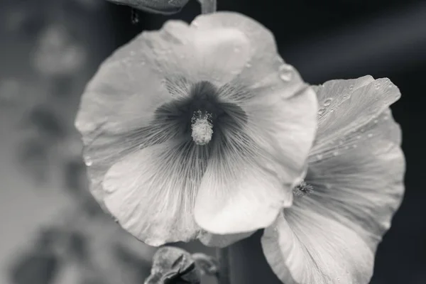 Gros Plan Niveaux Gris Fleurs Hibiscus Humides — Photo