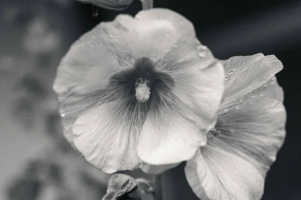 Eine Graustufen Nahaufnahme Von Feuchten Hibiskusblüten — Stockfoto