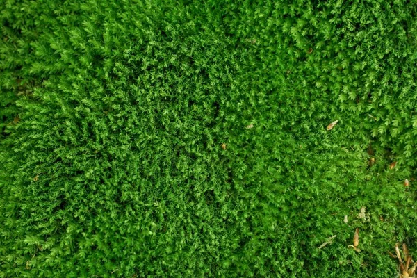 Closeup Shot Lush Green Leafy Surface Backgrounds — Stock Photo, Image