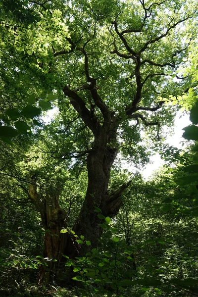 Krásný Záběr Stromu Plného Zelených Listů Hasbruchu Německo — Stock fotografie