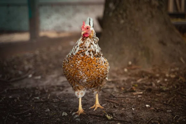 Sebuah Fokus Tembakan Selektif Ayam Peternakan — Stok Foto