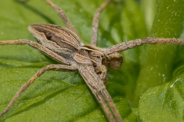 Detailní Záběr Velkého Hnědého Vlčího Pavouka Zelené Rostlině — Stock fotografie