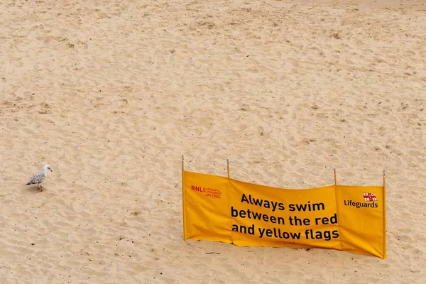 一只幼小的海鸥站在海滩上 旁边有一个Rnli救生员的黄色标志 上面写着 永远游在红旗和黄旗之间 — 图库照片