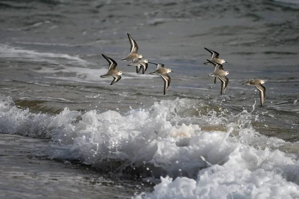 Beautiful Shot Some Gulls Flying Sea Waves — Stock Photo, Image