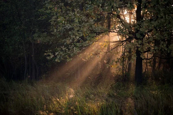 Uma Vista Panorâmica Uma Floresta Repleta Luz Solar — Fotografia de Stock