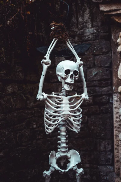 Вертикальный Снимок Украшения Скелета Хэллоуина Висящего Дереве — стоковое фото