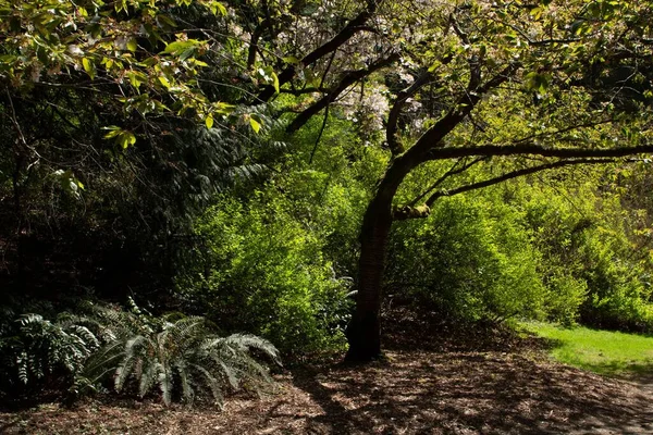 Una Bella Scena Sentiero Lungo Verde Alberi Piante — Foto Stock