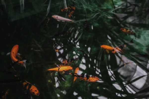 Closeup Beautiful Fish Swimming Pond Botanical Garden Iasi Romania — Stock Photo, Image