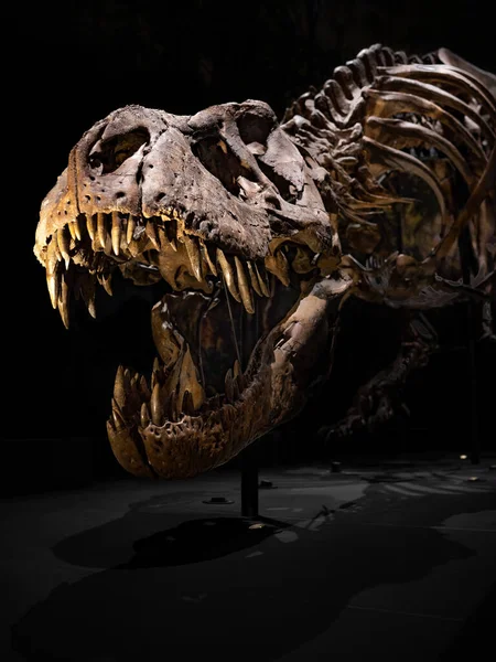 Esqueleto Tyrannosaurus Rex Museu Nacional Antiguidades Leiden Países Baixos — Fotografia de Stock