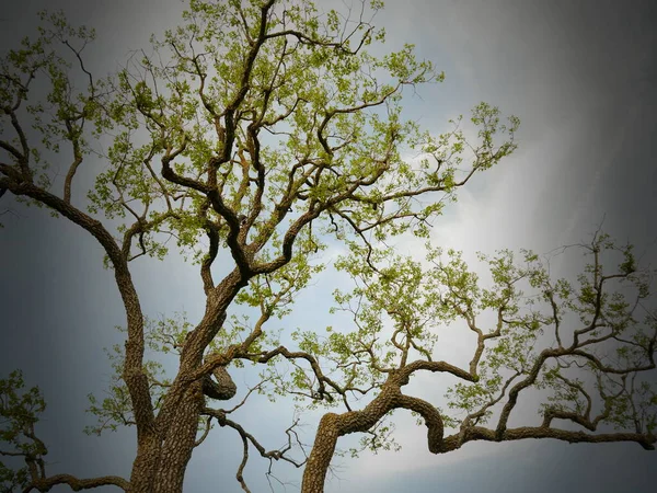 Una Hermosa Foto Árbol Caqui Missouri Contra Cielo Gris —  Fotos de Stock