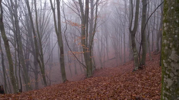 Árvores Floresta Outono Cercadas Por Folhas Secas Dia Nebuloso Frio — Fotografia de Stock