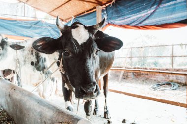 İnek ahırının altında dinlenen güzel ineklerin manzarası