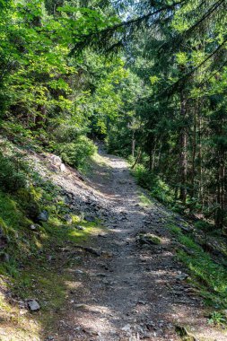 Ormanda yürürken görüntüler