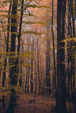 Uzun ağaç gövdeleri sisli ormanda renkli sonbahar yapraklarıyla