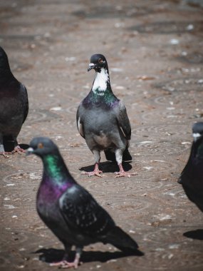 Bulanık bir geçmişi olan, parktaki renkli güvercinler.