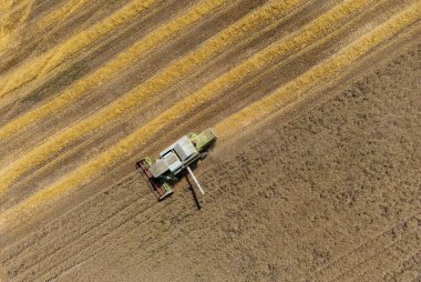 Tarlada buğday hasat eden bir hava manzarası, ekin, olgun
