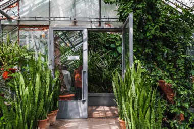 Romanya 'nın Iasi kentindeki Botanik Bahçesi.