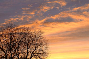 A silhouette of tree at golden sunset in golden orange sky