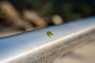 Metal bir korkuluktaki yeşil çekirgenin seçici odak noktası.