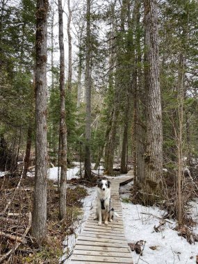 Kış ormanlarında 10 aylık bir sınır Avustralya (New Brunswick, Kanada 'da yürüyüş))